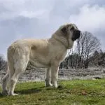 Mastín