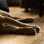 alergia en perros