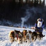 Mushing perros