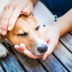 filariosis canina