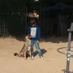 perro tranquilo por técnicas de adiestramiento