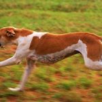 Perros deportistas