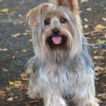 El Yorkshire es una de las razas de perros pequeños más comunes en los hogares
