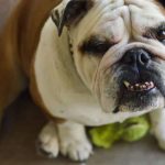 gingivitis en perros tratamiento
