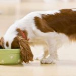 cuántas veces debe comer un perro al día