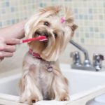 Dentadura de perros cuidados