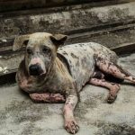 la sarna en perros