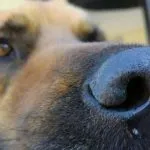 úlcera gástrica en perros