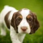 Cocker Spaniel