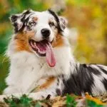 Perro pastor australiano