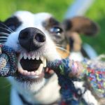 Cuidado dental en los perros