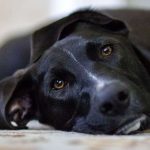 Insuficiencia renal canina