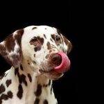 Mastitis canina