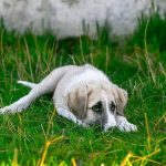 Distemper o moquillo canino