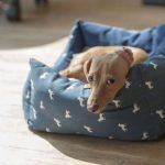 Parvovirosis canina