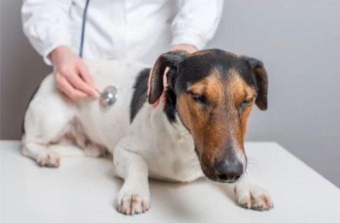 síntomas perro envenenado con raticida