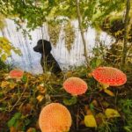 Síntomas de envenenamiento en perros