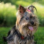 Desenredar el pelo de perro