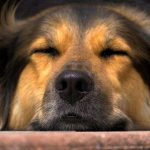 Epilepsia en el perro