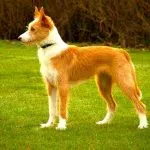 podenco portugués