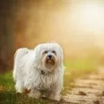 Bichón Habanero Blanco