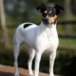 Bodeguero Andaluz joven