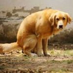 Diarrea en perros