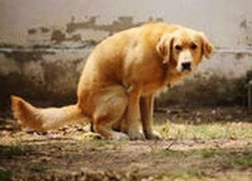 Diarrea en perros