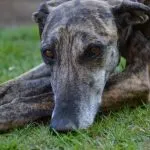 Galgo Español atigrado