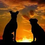 Perros sentados al atardecer