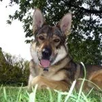 Perro Lobo Checoslovaco