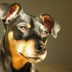 Cabeza Pinscher Miniatura