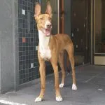 Podenco Andaluz bicolor