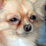 Conjuntivitis en perros