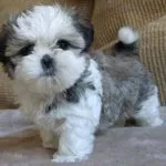 cachorro de Shih Tzu