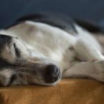 Sordera en perros adultos