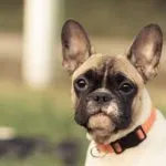 Causas y tratamiento del glaucoma en perros