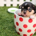 pienso cachorros