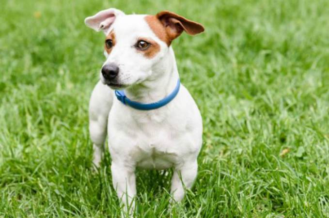 collar antiparasitario -Antiparasitarios para perros