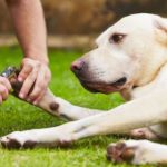 Cortar las uñas a un perro