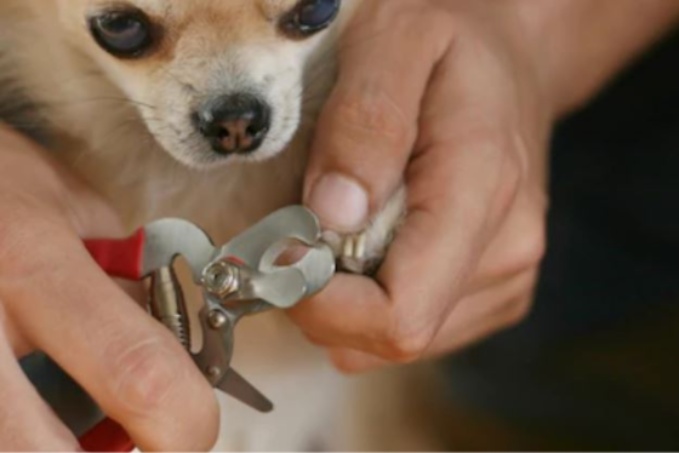 Cortar las uñas a un perro