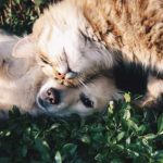 La toxoplasmosis en perros