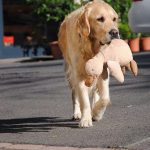 Qué hacer si tu perro se pierde