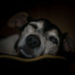 vida de un perro