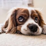 Cómo dormir a tu perro
