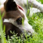 adopción de perros