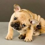 Otitis en el perro