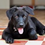 Terapia tras la intoxicación en perros