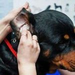 limpieza de oídos en perros