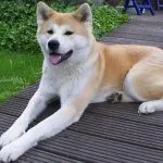 Akita Inu rojo
